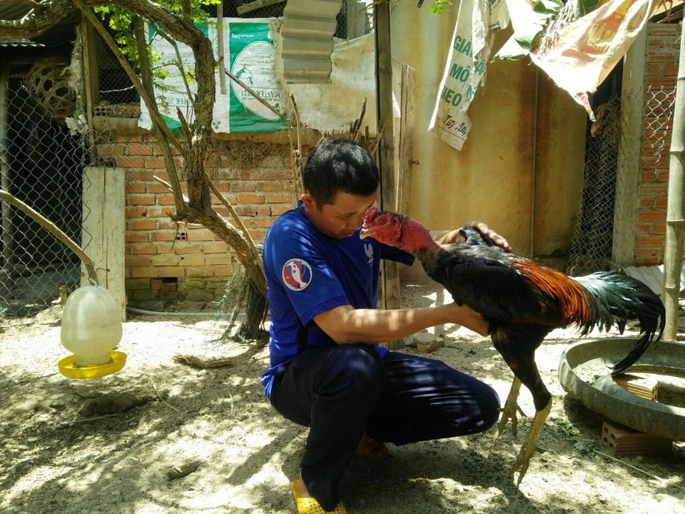 Chọn giống là quy trình quan trọng trong cách nuôi gà đá