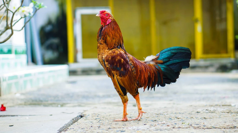 Kỹ thuật chăm sóc đặc biệt trong cách nuôi gà đá