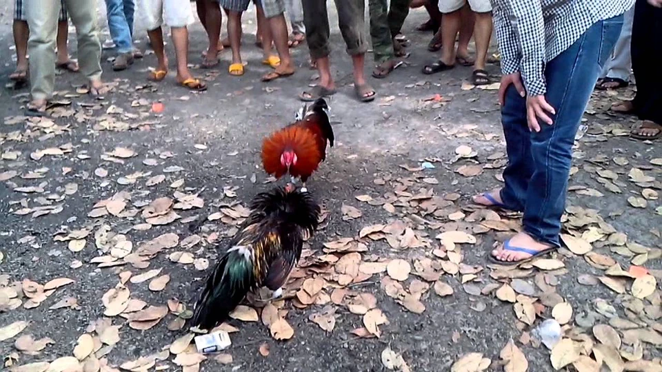 Đá gà tre là gì và vì sao lại được yêu thích đến vậy?