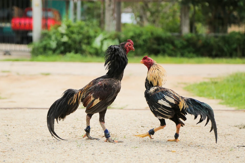 KM88 – nền tảng hàng đầu cung cấp đá gà Campuchia trực tuyến